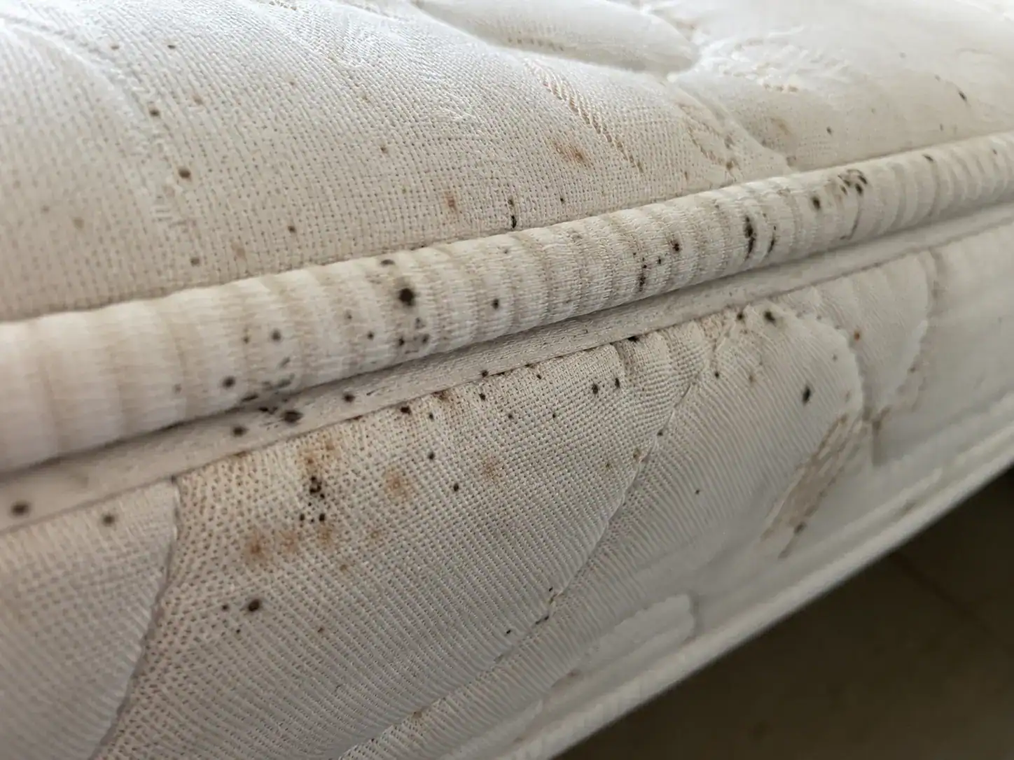 signes punaises de lit matelas traces noires coutures