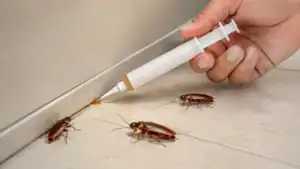 Traitement cafard par gel : comment se débarrasser des cafards rapidement ?