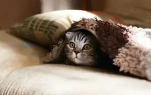 Punaises de lit et chats : risques, traitement et précautions au Maroc